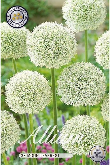 Allium Mount Everest 3-pakning